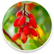 Berberine