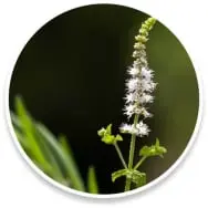 Cohosh